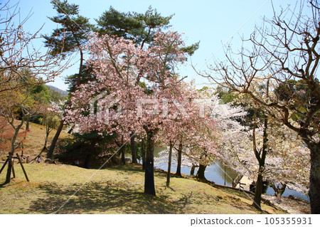 Wild cherry blossoms in full bloom 105355931