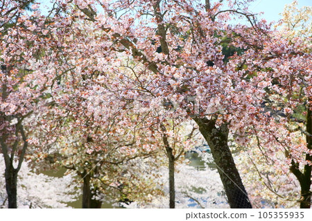 Wild cherry blossoms in full bloom 105355935