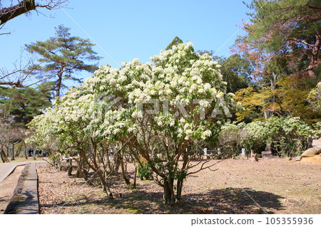 Asebi flowers in full bloom Asebi flowers in full bloom 105355936