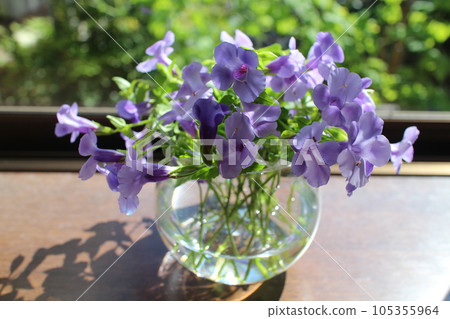 在凸窗種植藍色藍豬耳小花 在凸窗種植藍色藍豬耳小花 105355964