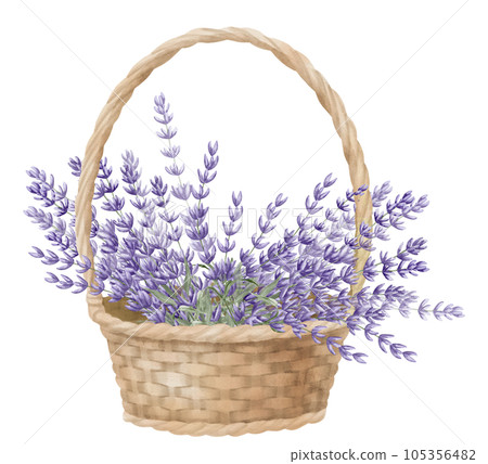 Lavender in a wicker Basket. Watercolor hand drawn illustration with bouquet of wild Province Flowers on white isolated background. Bunch of lavandin for floral greeting cards or wedding invitations. Lavender in a wicker Basket. Watercolor hand drawn illustration with bouquet of wild Province Flowers on white isolated background. Bunch of lavandin for floral greeting cards or wedding invitations. 105356482