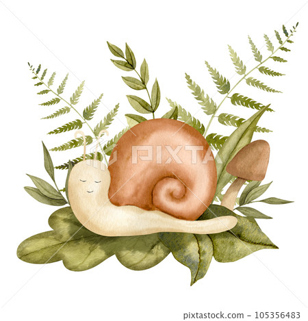 Snail with fern and forest plants. Hand drawn watercolor illustration of cute cartoon character on white isolated background for baby shower greeting cards or invitations. Sketch of spiral slug. Snail with fern and forest plants. Hand drawn watercolor illustration of cute cartoon character on white isolated background for baby shower greeting cards or invitations. Sketch of spiral slug. 105356483