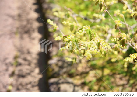 開花的櫻花盛開 開花的櫻花盛開 105356550