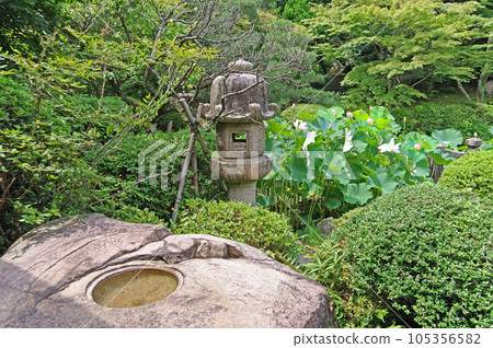 盛開荷花的山口縣下關市調布庭園 105356582