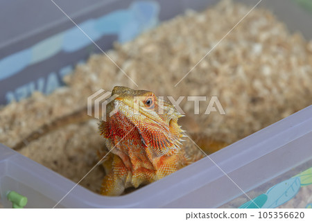 An orange lizard peeps out of the box. Reptile. 105356620