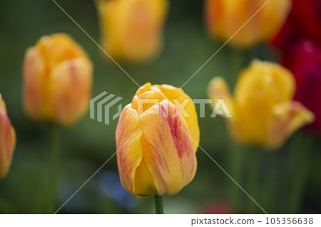Yellow tulips background. Spring flowers Yellow tulips background. Spring flowers 105356638