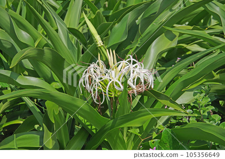 White large-flowered seaside plant Hamayu that bloomed on the beach in summer White large-flowered seaside plant Hamayu that bloomed on the beach in summer 105356649