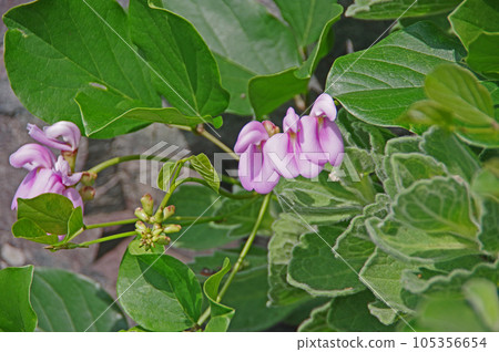 夏天在海邊開花的粉紅色攀緣植物濱間豆 105356654