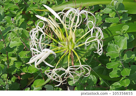 夏天在海灘上綻放的海濱植物的一朵大白花 105356655