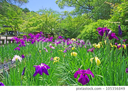 鳶尾花盛開的下關東行庵的人氣觀光景點 105356849