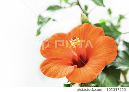 鮮豔的芙蓉夏日微風 鮮豔的芙蓉夏日微風 105357353