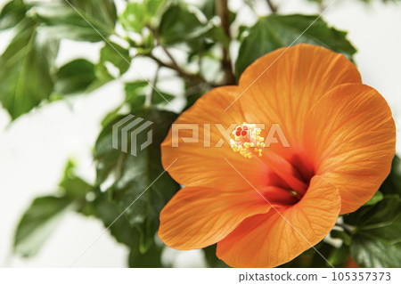 Vivid Hibiscus Summer Breeze 105357373