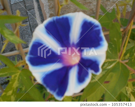 Morning glory Morning glory 105357413