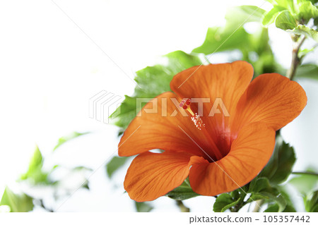 Vivid Hibiscus Summer Breeze Vivid Hibiscus Summer Breeze 105357442