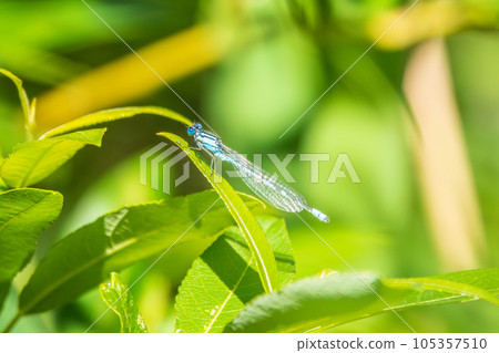 Small dragonfly Enallagma cyathigerum, the common blue damselfly, female. on a blade of grass Small dragonfly Enallagma cyathigerum, the common blue damselfly, female. on a blade of grass 105357510