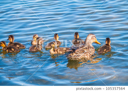 A family of ducks, a duck and its little ducklings are swimming in the water. The duck takes care of its newborn ducklings. Mallard, lat. Anas platyrhynchos 105357564