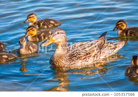 A family of ducks, a duck and its little ducklings are swimming in the water. The duck takes care of its newborn ducklings. Mallard, lat. Anas platyrhynchos A family of ducks, a duck and its little ducklings are swimming in the water. The duck takes care of its newborn ducklings. Mallard, lat. Anas platyrhynchos 105357566