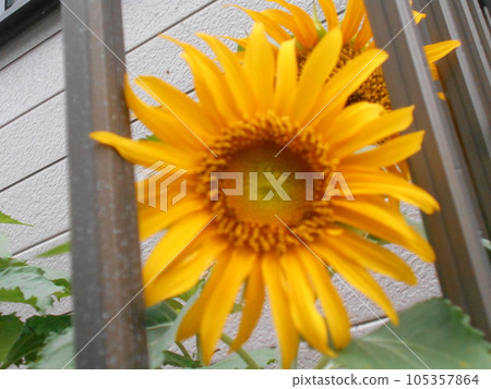 Sun Flower  105357864