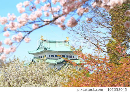 盛開的櫻花和名古屋城的風景 105358045