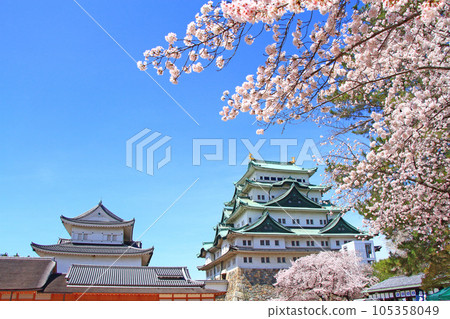 盛開的櫻花和名古屋城的風景 盛開的櫻花和名古屋城的風景 105358049