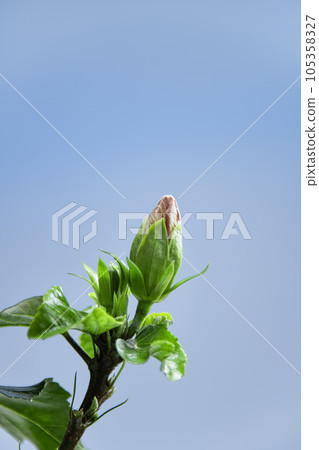 芙蓉芽即將開花 105358327