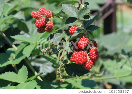 Mulberry Mulberry Mulberry Mulberry Mulberry Mulberry 105358367