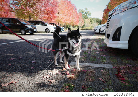 Kuroshiba playing in the autumn leaves park Kuroshiba playing in the autumn leaves park 105358442
