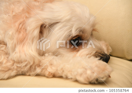 Dog relaxing in the room 105358764