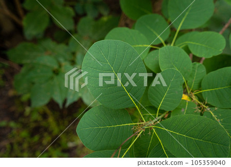 Cotinus Coggygria Leaves Texture Background, Green Garden Foliage Cotinus Coggygria Leaves Texture Background, Green Garden Foliage 105359040