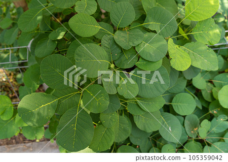 Cotinus Coggygria Leaves Texture Background, Green Garden Foliage 105359042