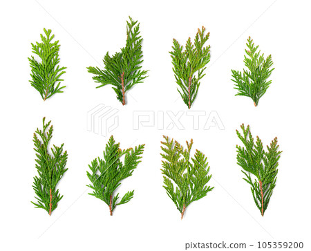 Cypress Twigs Isolated, Cupressus Leaf, Arborvitae Twig, Thuya Sprig, Thuja Leaves on White Background Cypress Twigs Isolated, Cupressus Leaf, Arborvitae Twig, Thuya Sprig, Thuja Leaves on White Background 105359200