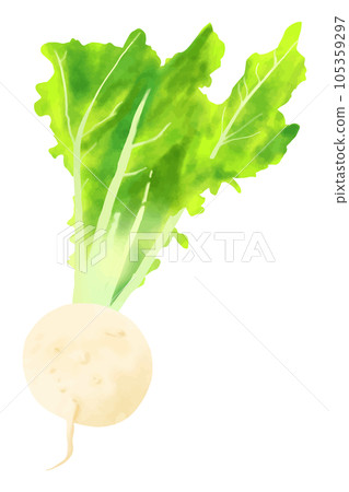 Shogoin Turnip Shogoin Daikon Shogoin Turnip Shogoin Daikon 105359297