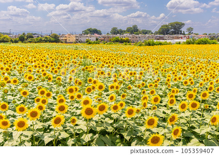 Kiyose Sunflower Festival 105359407