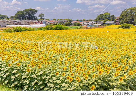Kiyose Sunflower Festival 105359409