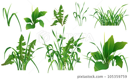 Grass Green Plants Realistic Set 105359759