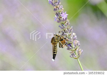 Shioyaabu Shioyaabu 105359832