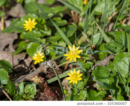 Spring Forest Flowers, Yellow Gagea Blossoms Top View, Natural Spring Season Yellow Star-of-Bethlehem Flower 105360007