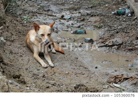 A dog lies in a muddy puddle to cool off. 105360076