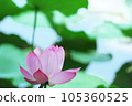 A beautiful lotus flower 105360525