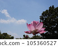 A beautiful lotus flower 105360527