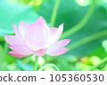 A beautiful lotus flower 105360530