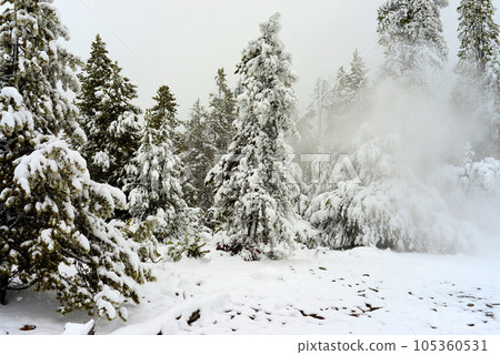 Yellowstone Winter Snow Yellowstone Winter Snow 105360531