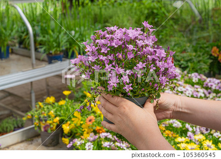 Garden Shop, Buying a Pot Flower, Choosing Home Flowers, Gardening Concept, Plant Growth Market 105360545