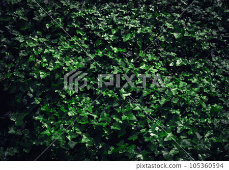 Dark Evening Ivy Texture Background, Crepeper Green Hedge in Night, Wall of Hedera Helix, Creeper Foliage 105360594