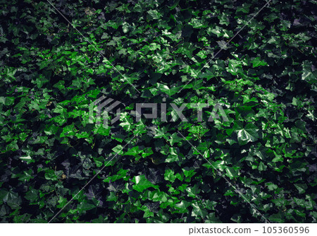 Dark Evening Ivy Texture Background, Crepeper Green Hedge in Night, Wall of Hedera Helix, Creeper Foliage 105360596