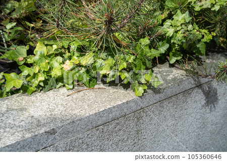 Green Hedge Texture Background, Leaves Wallpaper, Foliage Pattern, Green Plant Wall Mockup 105360646