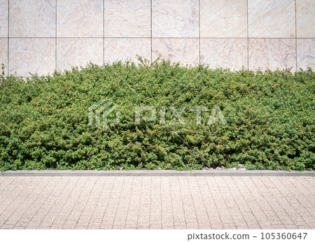 Green Hedge Texture Background, Leaves Wallpaper, Foliage Pattern, Green Plant Wall Mockup Green Hedge Texture Background, Leaves Wallpaper, Foliage Pattern, Green Plant Wall Mockup 105360647
