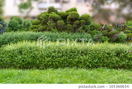 Green Hedge Texture Background, Leaves Wallpaper, Foliage Pattern, Green Plant Wall Mockup Green Hedge Texture Background, Leaves Wallpaper, Foliage Pattern, Green Plant Wall Mockup 105360654