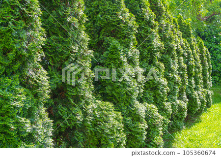 Green Hedge Texture Background, Leaves Wallpaper, Foliage Pattern, Green Plant Wall Mockup Green Hedge Texture Background, Leaves Wallpaper, Foliage Pattern, Green Plant Wall Mockup 105360674