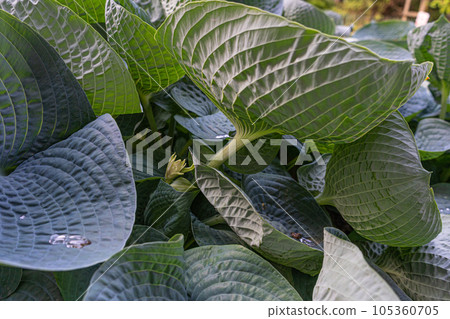 Hosta Leaves Texture Background, Hostas Leaf Nature Pattern, Big Daddy Leaves, Plantain Lilies Hosta Leaves Texture Background, Hostas Leaf Nature Pattern, Big Daddy Leaves, Plantain Lilies 105360705